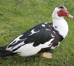 muscovyduck