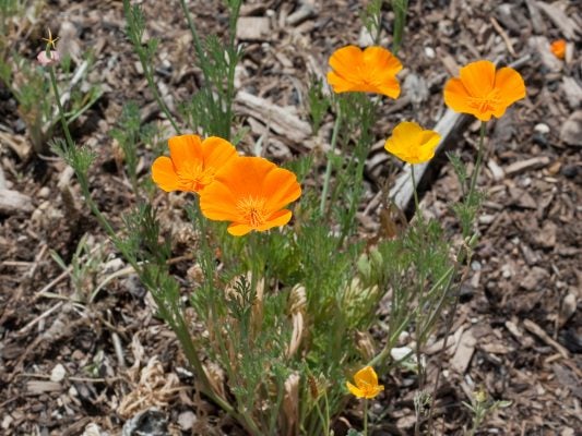 Golden California Poppy