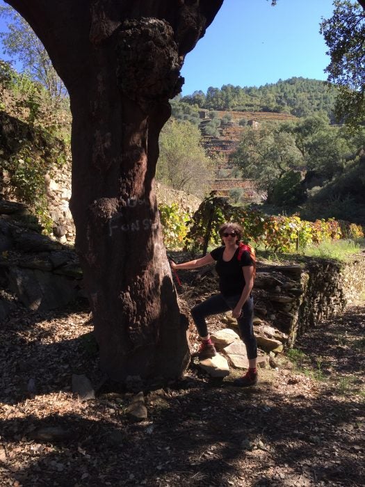 cork-oak-portugal