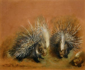 Pieter Boel, Views of a Porcupine, c. 1669-1671. Musée des Beaux Arts, Rennes, France. Photo Credit: Erich Lessing/ART RESOURCE, N.Y.