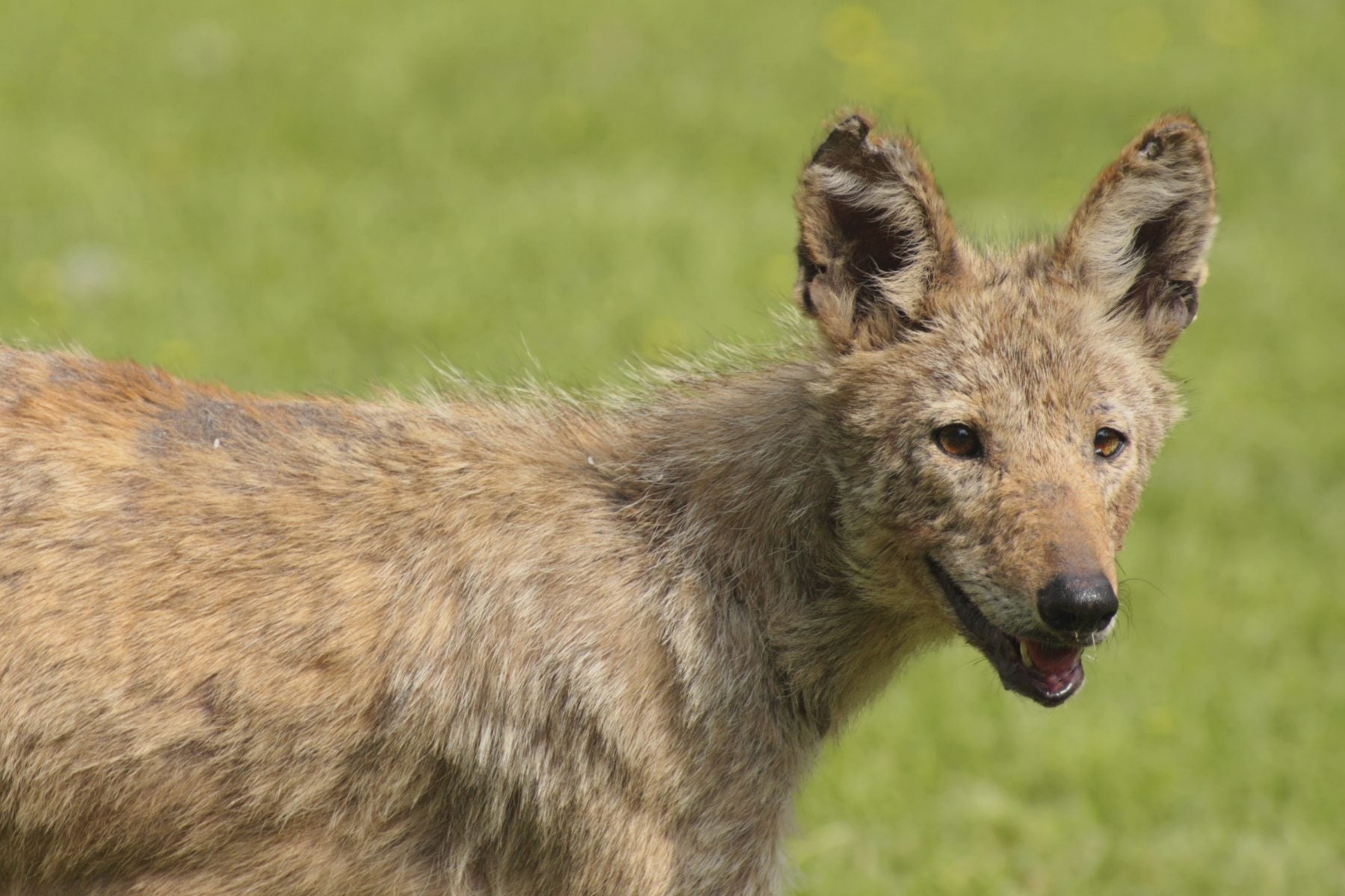 A young coyote in a field.