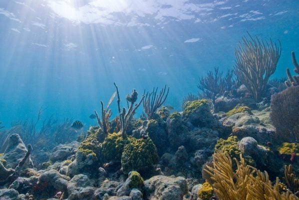 Underwater scene of rocks and reefs with light streaming in from the top of the ocean