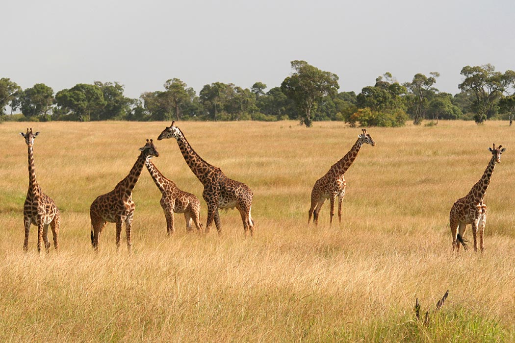 A tower of giraffes