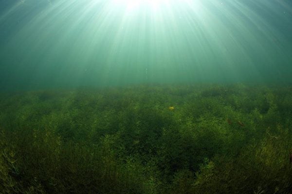 A lone creature among the sea plants underwater