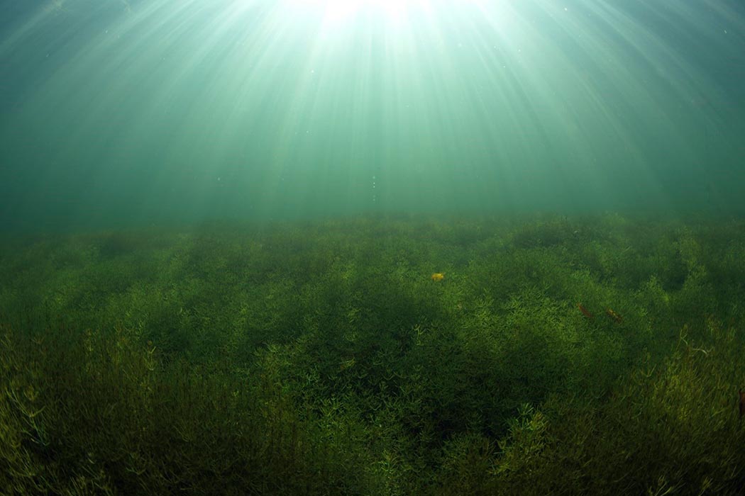 A lone creature among the sea plants underwater