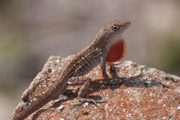 A lizard with dewlap extended sitting on a rock