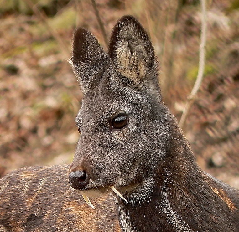 Musk deer