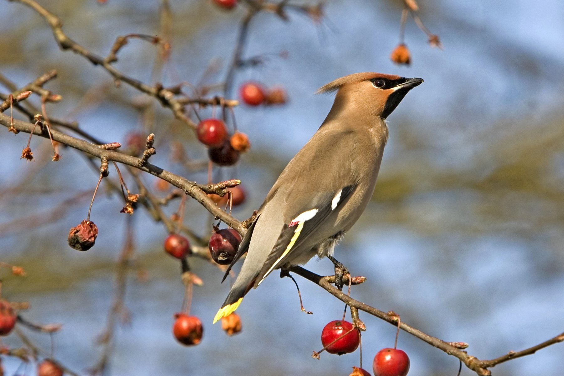 Bohemian Waxwing 
Bombycilla garrulus
(Hilversum, The Netherlands)