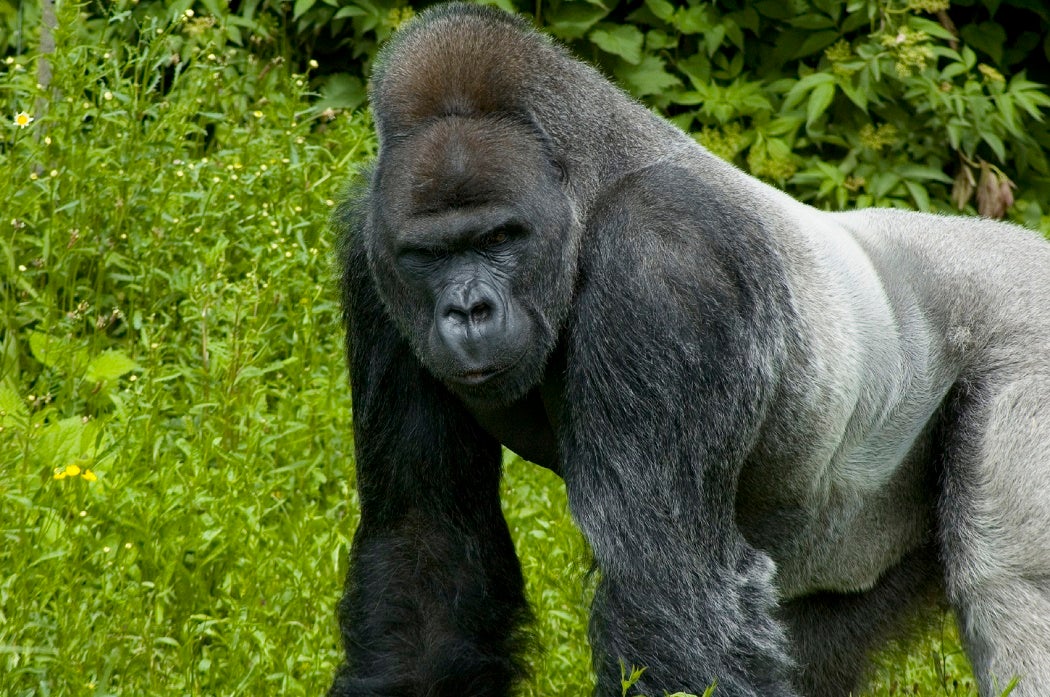 A silverback gorilla