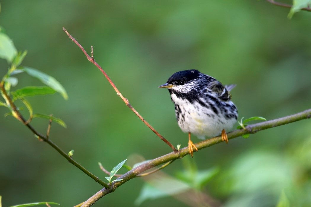 Blackpoll Warbler (Dendroica striata) on branch