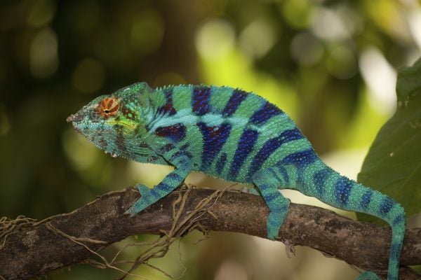 Chameleon in profile perched on a branch