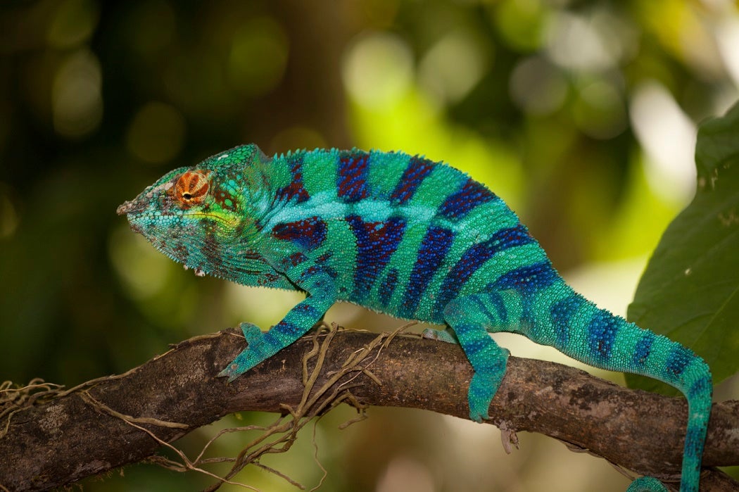 Chameleon in profile perched on a branch