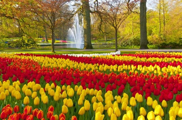 Rows of colorful tulips