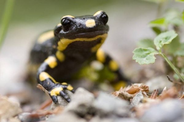 Fire Salamander