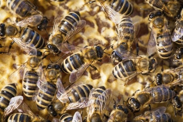 Bees swarming on a honeycomb