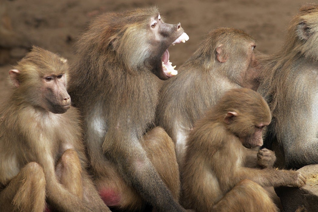 A troop of baboons