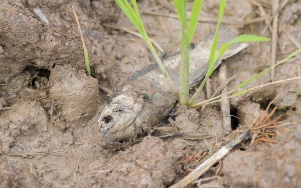 A decomposing fish out of water