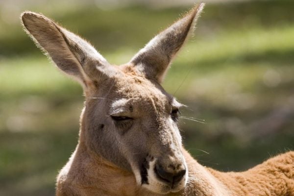 Close-up of a kangaroo