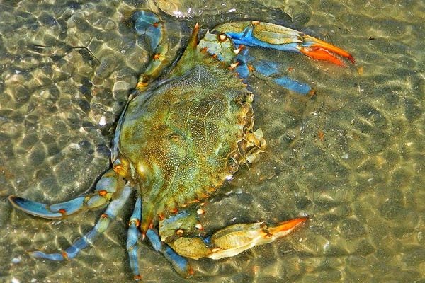 Atlantic Blue Crab