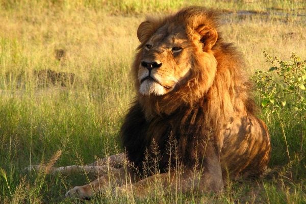 Cecil Hwange National Park, Zimbabwe 2010

"Cecil the lion" by Daughter#3 - https://www.flickr.com/photos/daughter3986851963/4516561242/. Licensed under CC BY-SA 2.0 via Wikimedia Commons - https://commons.wikimedia.org/wiki/File:Cecil_the_lion.jpg#/media/File:Cecil_the_lion.jpg