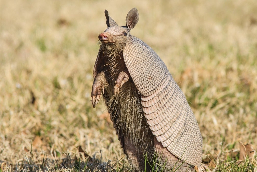 armadillo