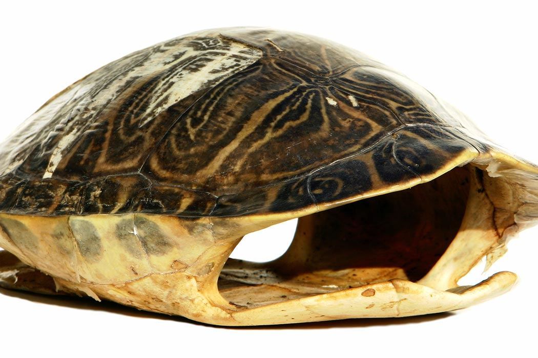 An empty turtle shell