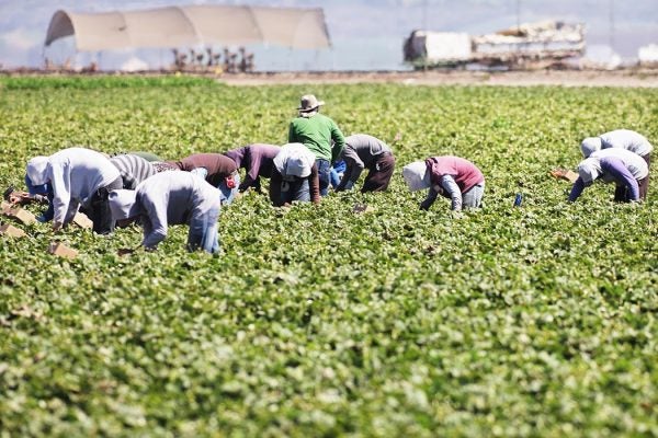 Farm workers harvesting vegetable crop.