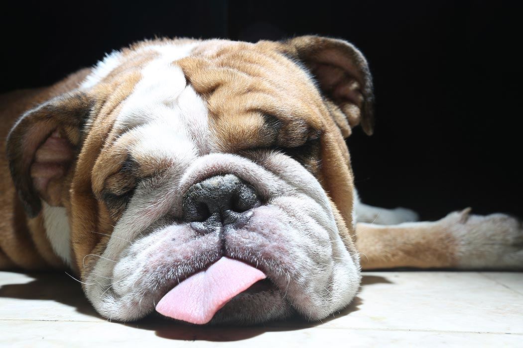 Sleepy Bulldog