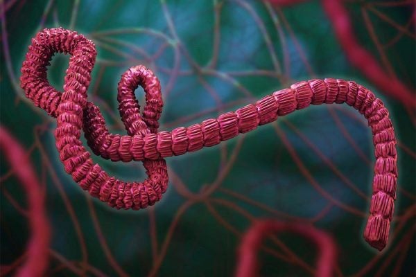 Ebola virus