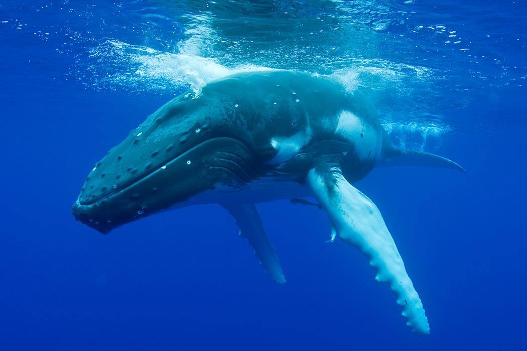 Humpback Whale