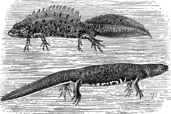 Antique illustration of northern crested newt (Triturus cristatus)