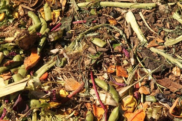 Compost Heap