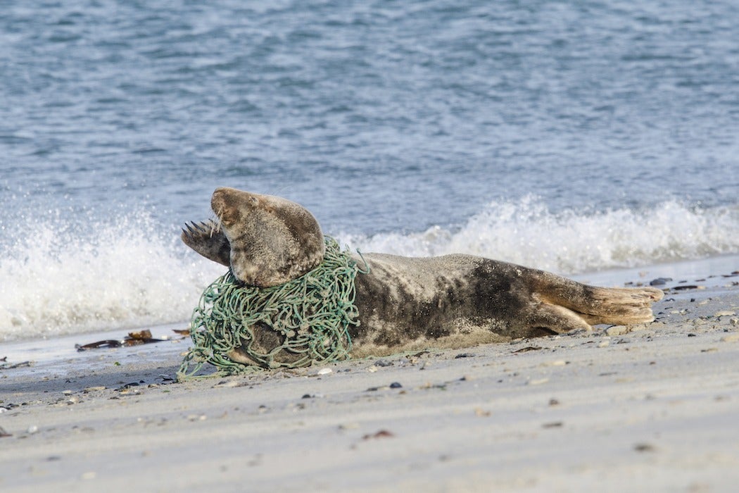 Ghost fishing