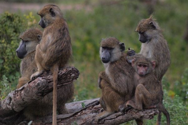 baboons