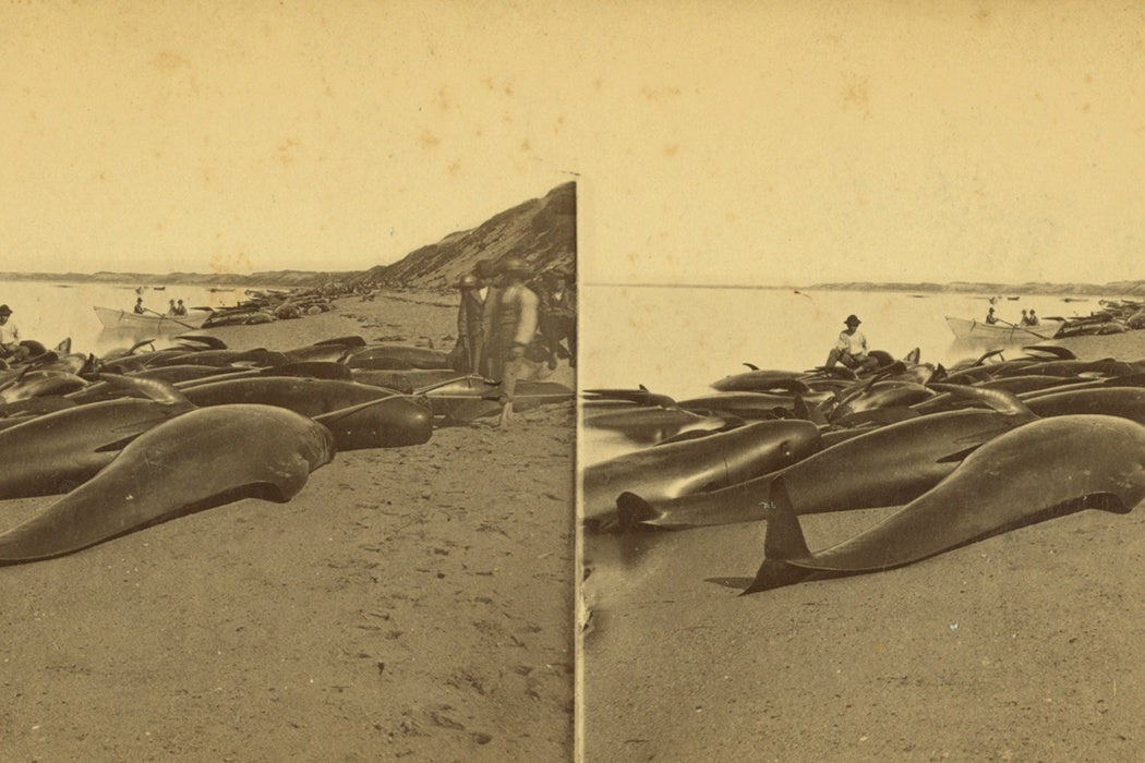 Blackfish. G. H. Nickerson, Provincetown, Cape Cod Views.