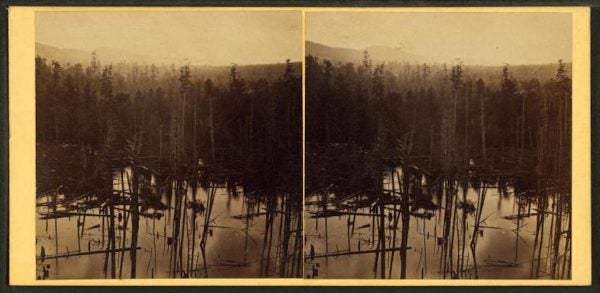 Pine forrest [sic], Summit Station, Catawissa R.R. Photo by John Moran