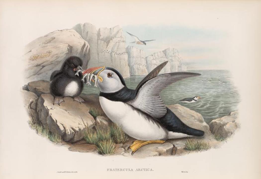 Puffins