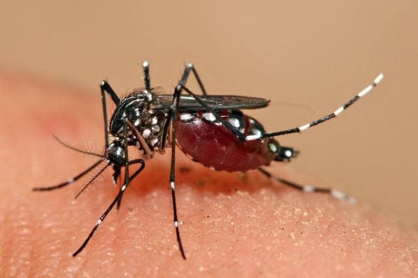 Aedes aegypti feeding.