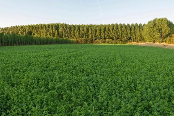 Alfalfa hops