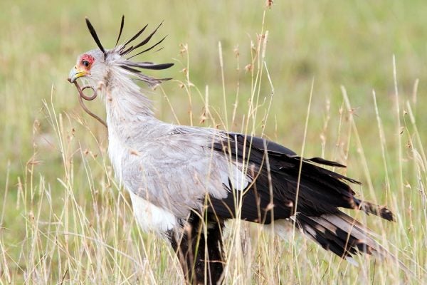 Secretarybird with a snake, Masai Mara, Kenya