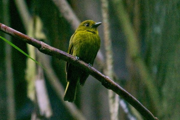 Sapayoa aenigma, Nusagandi, Panama