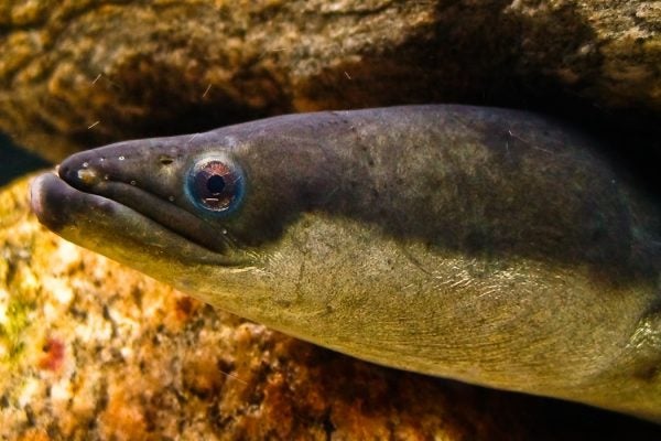 American Eel