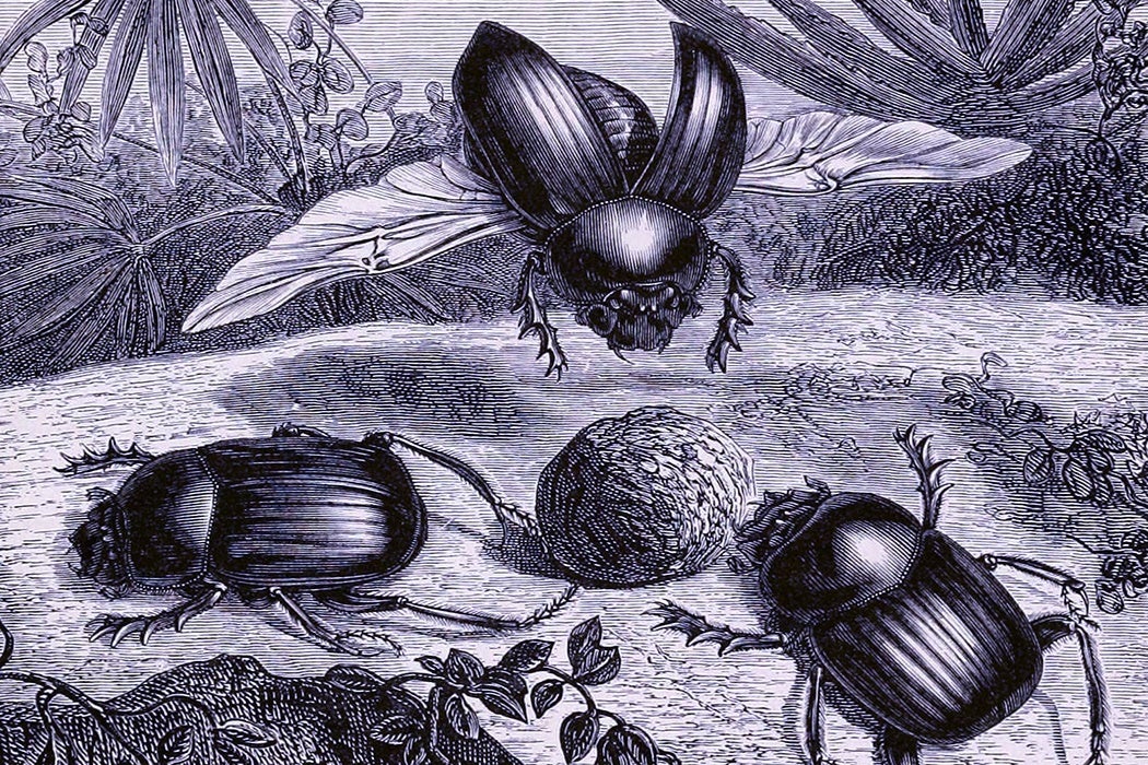 Black and white illustration of three dung beetles surrounding a mound