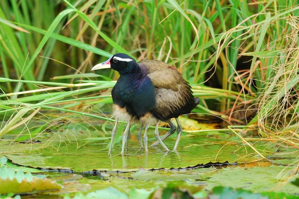 Male bronze-winged jacana