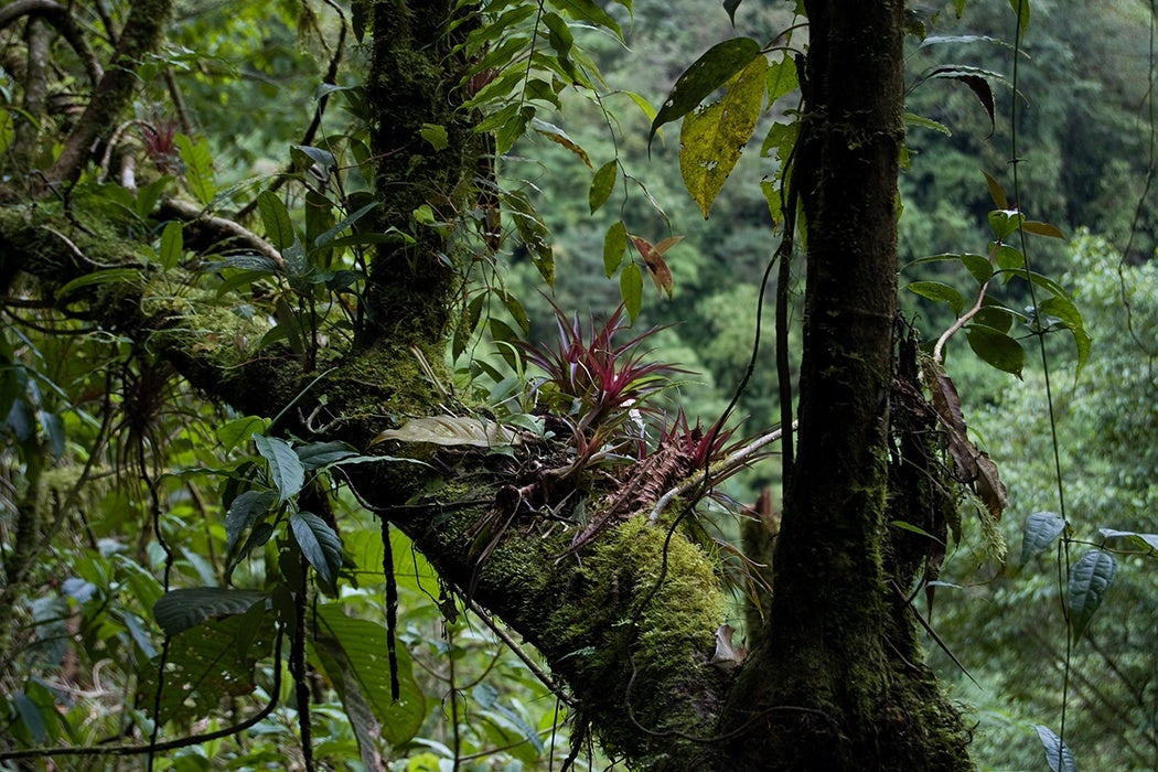 Epiphytes in Costa Rica