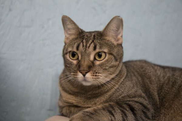 A well-groomed thoughtful cat