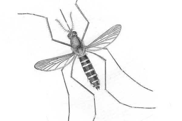 mosquito illustration