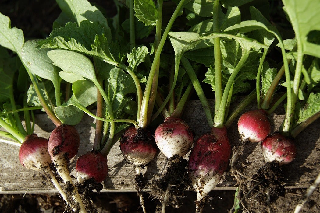 Sheffield Radishes