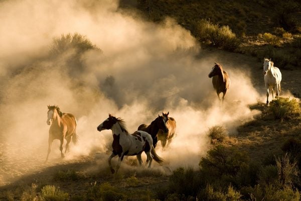 Wild horses