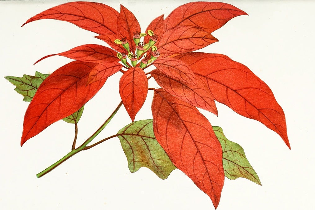 Poinsettia